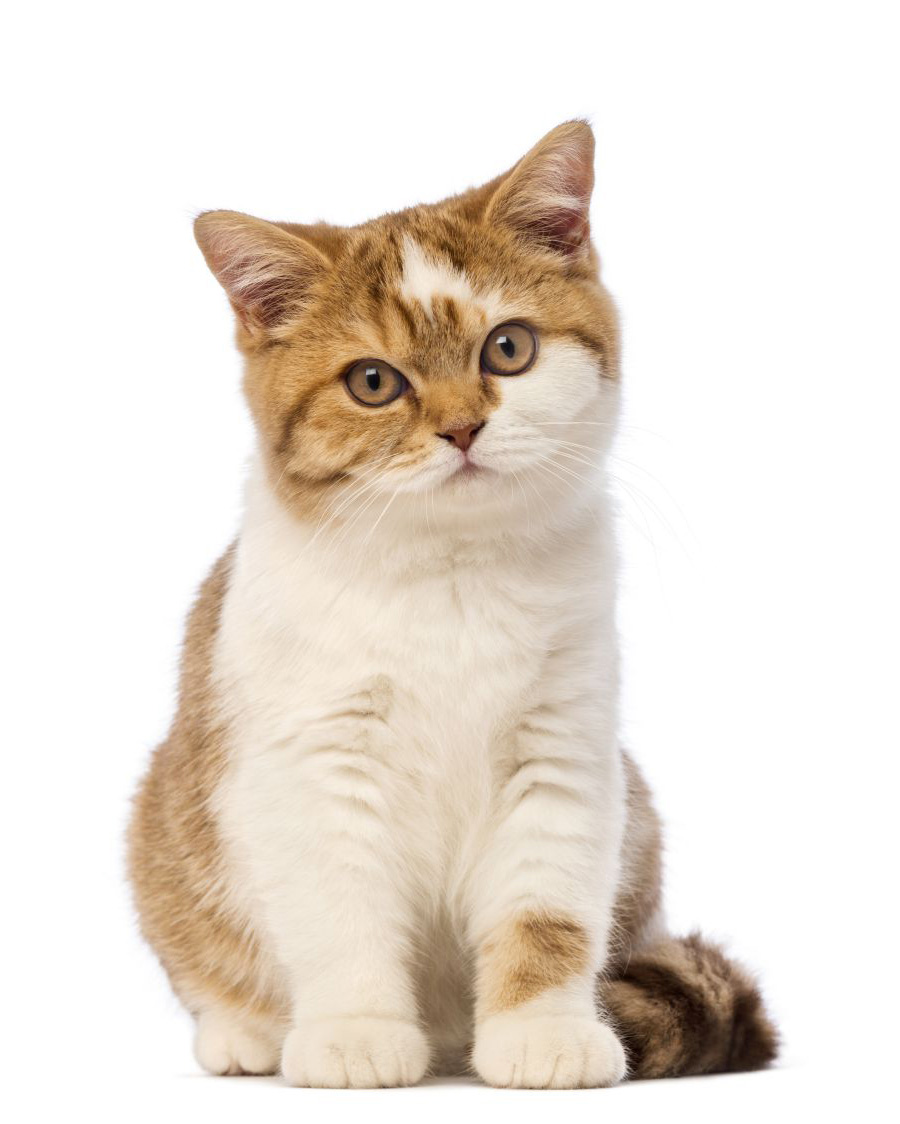 british shorthair kitten sitting looking compressed 1